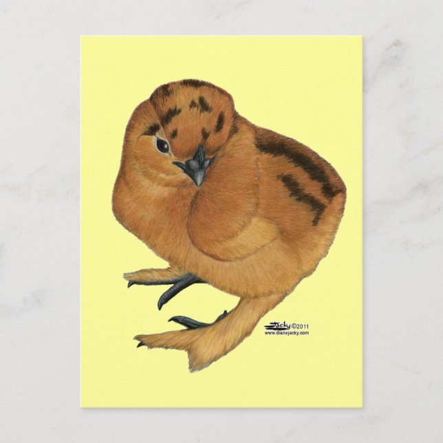 Silkie Röd Kyckling Vykort (Framsida)