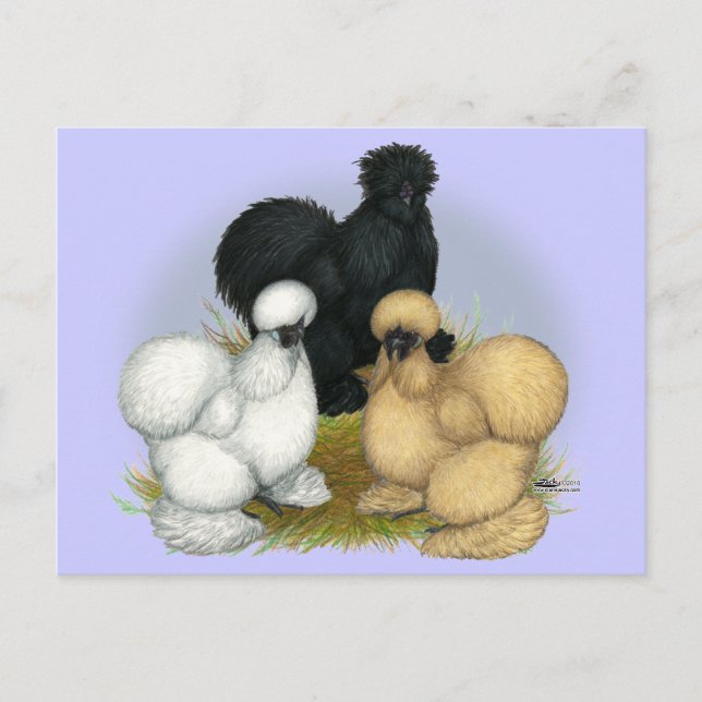 Silkie Trio Vykort (Framsida)