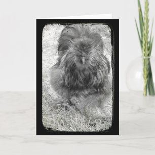 Silkie Tupp Black och White Påsk Helgkort