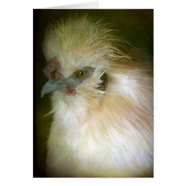 Silkie Tupp Hälsningskort (Framsidan)