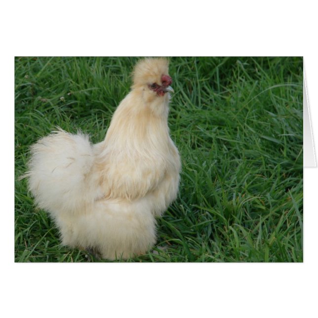 Silkie Tupp Hälsningskort (Framsidan Horizontal)