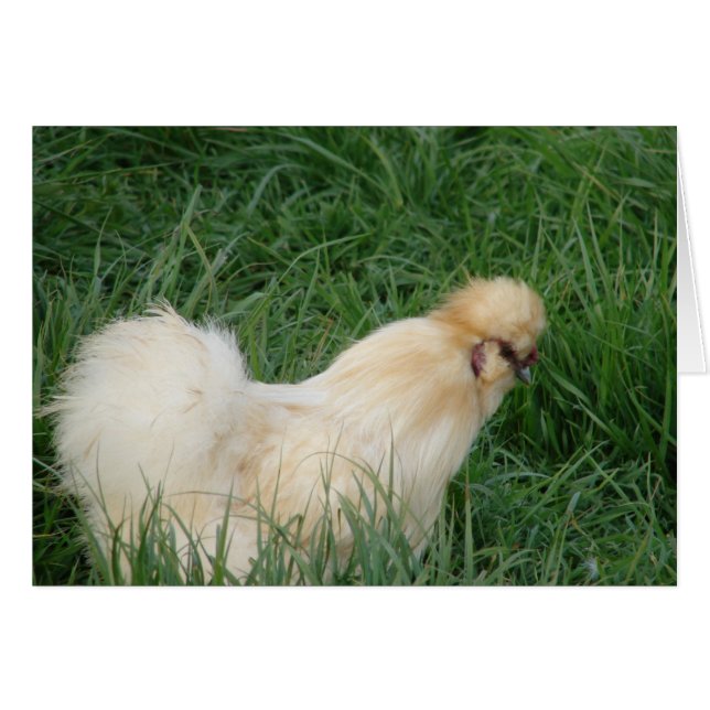 Silkie Tupp Hälsningskort (Framsidan Horizontal)