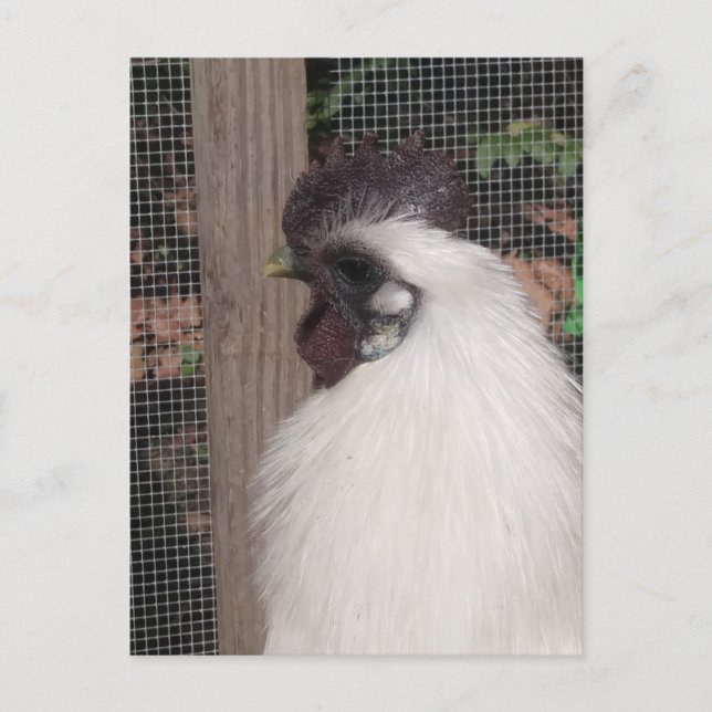 Silkie Tupp Photo Postcard Vykort (Framsida)