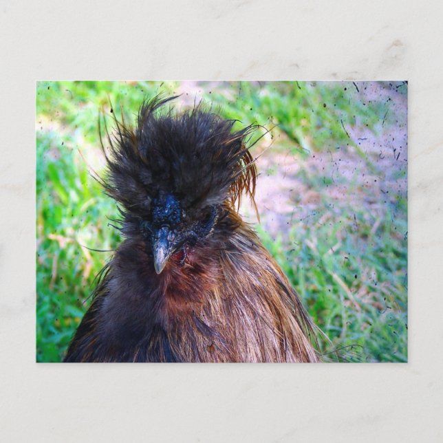 Silkie Tupp Vykort (Framsida)