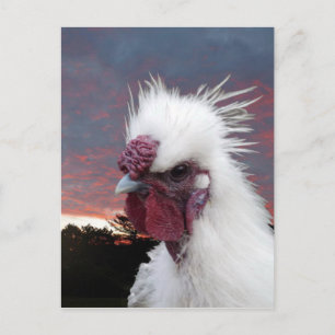 Silkie Tupp Vykort