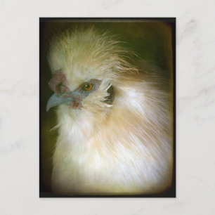 Silkie Tupp Vykort