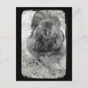 Silkie Vykort