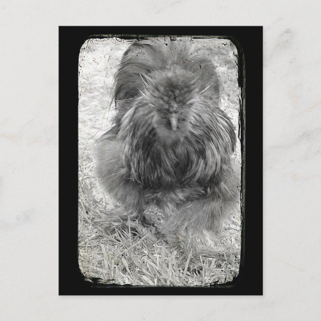 Silkie Vykort (Framsida)