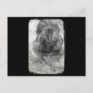 Silkie Vykort