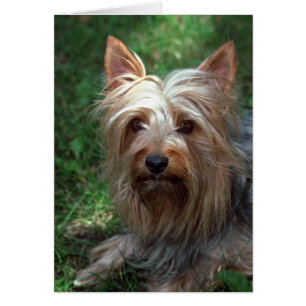 Silky Leksak Terrier Hälsningskort