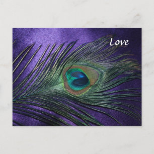 Silky Lila Peacock Feather Vykort