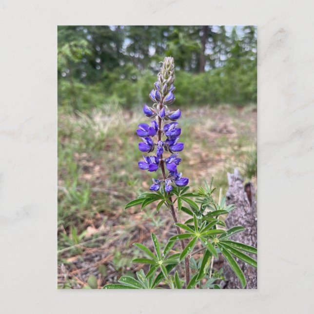 Silky Lupine (Lupinus sericeus) Vykort (Framsida)
