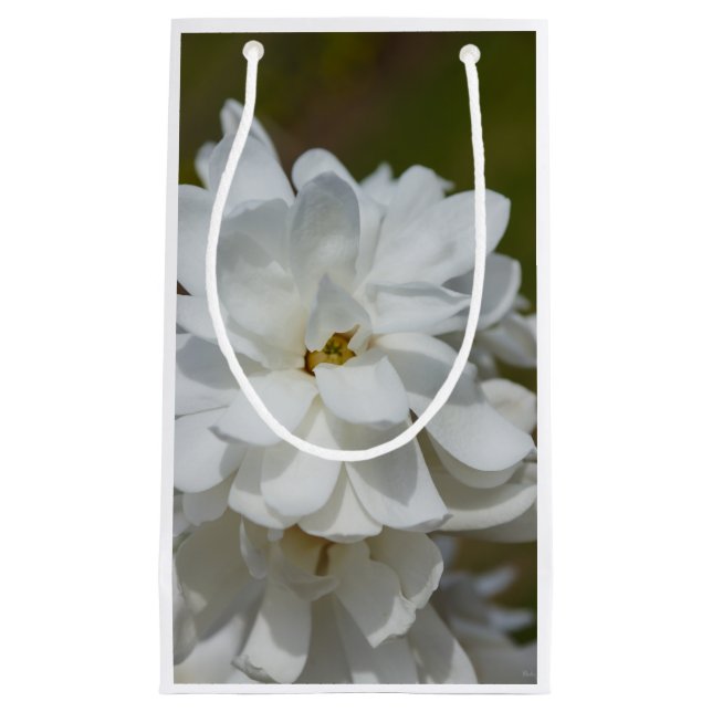 Silky Magnolia (Framsidan)