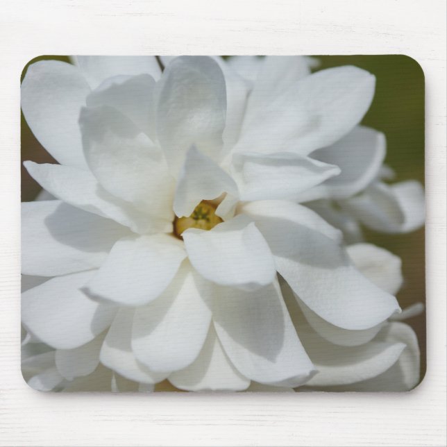 Silky Magnolia Musmatta (Framsidan)