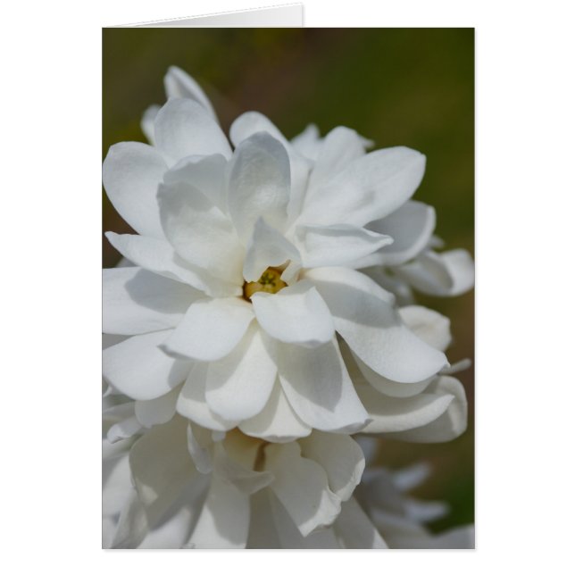 Silky Magnolia OBS Kort (Framsidan)