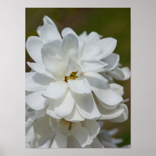 Silky Magnolia Poster (Framsidan)