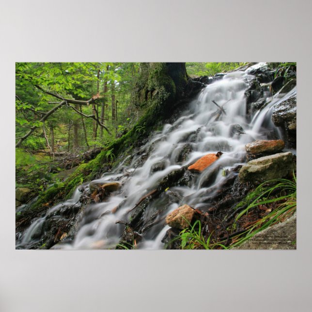 Silky Roots Forest Cascade Poster (Framsidan)