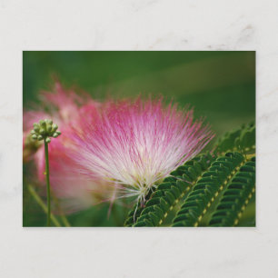 Silky Rosa Mimosa Vykort