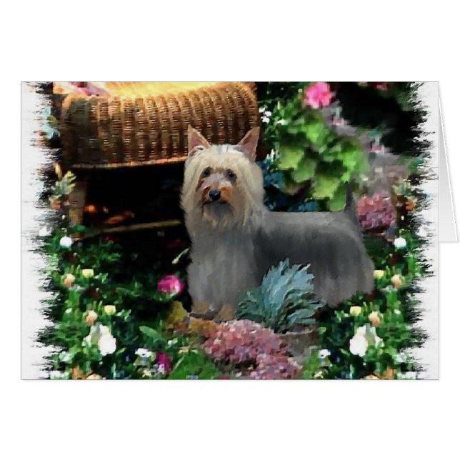 Silky Terrier Art Gifts Hälsningskort (Framsidan Horizontal)