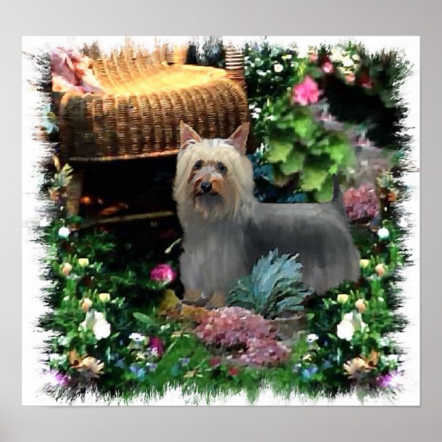 Silky Terrier Art Skriv ut Poster (Framsidan)