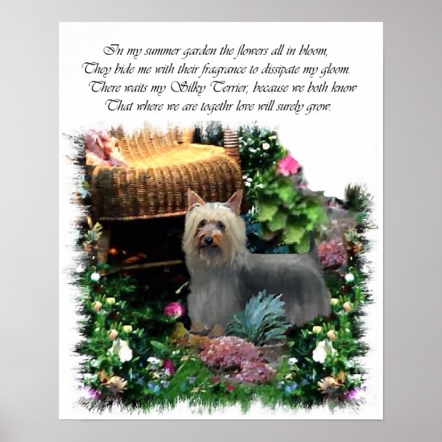 Silky Terrier Art Skriv ut Poster (Framsidan)