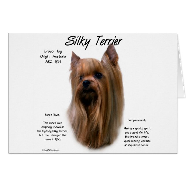 Silky Terrier-historikdesign Hälsningskort (Framsidan Horizontal)