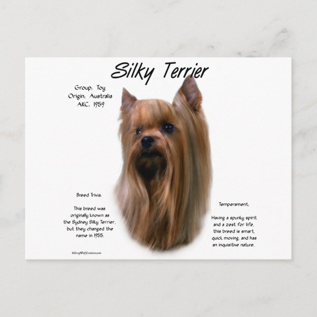 Silky Terrier-historikdesign Vykort (Framsida)