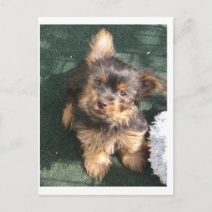 Silky Terrier puppy 10 veckor gammal Vykort
