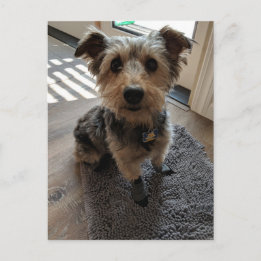 Silky Terrier vill ha ett Treat Vykort
