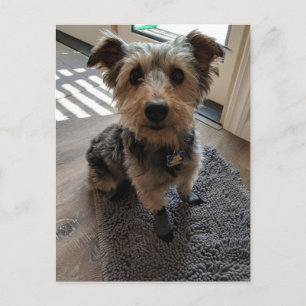 Silky Terrier vill ha ett Treat Vykort