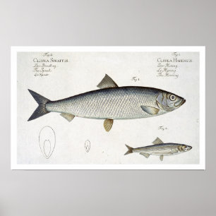 Sill (Clupea Harengus) (Fig. 1) och en liten Poster