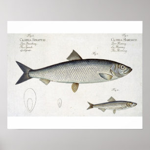Sill (Clupea Harengus) (fig. 1) och skarpsill (klu Poster