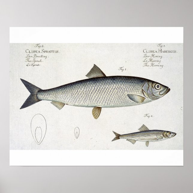 Sill (Clupea Harengus) (fig. 1) och skarpsill (klu Poster (Framsidan)