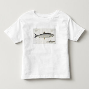 Sill (Clupea Harengus) (fig. 1) och skarpsill (klu T-shirt