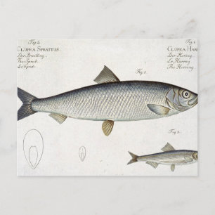 Sill (Clupea Harengus) (fig. 1) och skarpsill (klu Vykort
