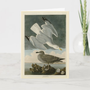 Sill Gull från John Audubon's Birds of America Kort