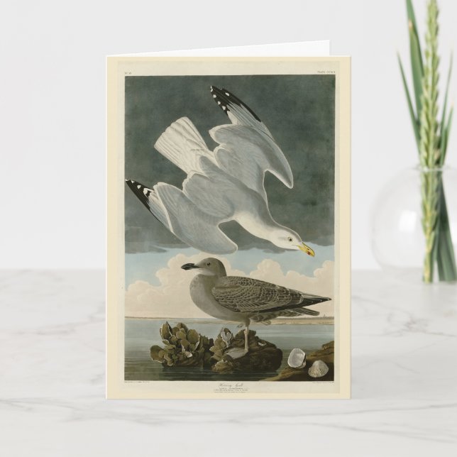 Sill Gull från John Audubon's Birds of America Kort (Framsida)