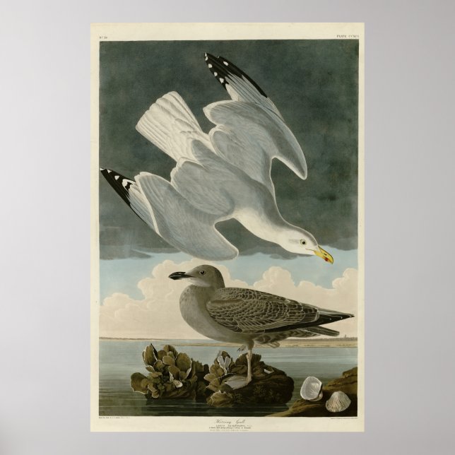 Sill Gull från John Audubon's Birds of America Poster (Framsidan)