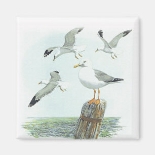 Sill Gull Magnet