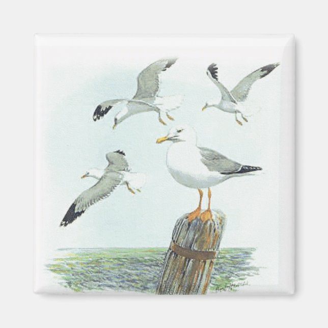 Sill Gull Magnet (Framsidan)