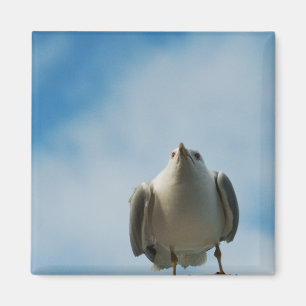 Sill Gull Magnet