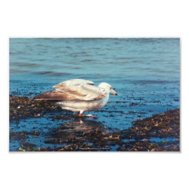 Sill Gull P1046 Fototryck (Framsidan)