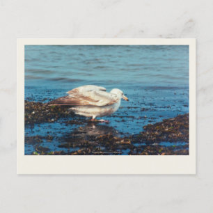 Sill Gull P1046 Vykort