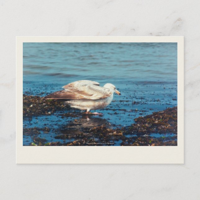 Sill Gull P1046 Vykort (Framsida)
