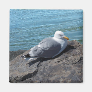 Sill Gull på Sten Jetty Magnet