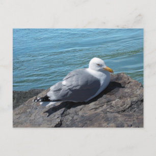 Sill Gull på Sten Jetty Vykort