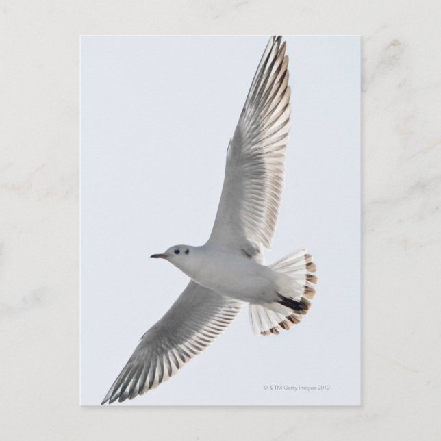 Sill Gull Vykort (Framsida)