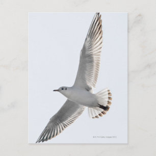 Sill Gull Vykort
