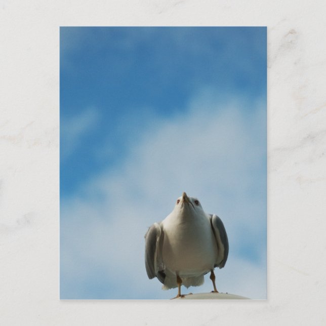 Sill Gull-vykort Vykort (Framsida)