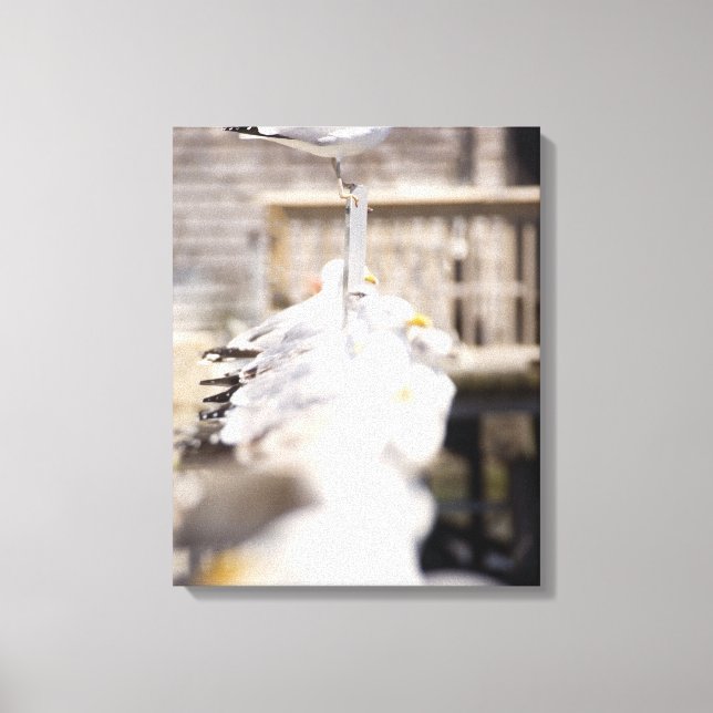 Sill Gulls (Larus argentatus) Canvastryck (Framsida)
